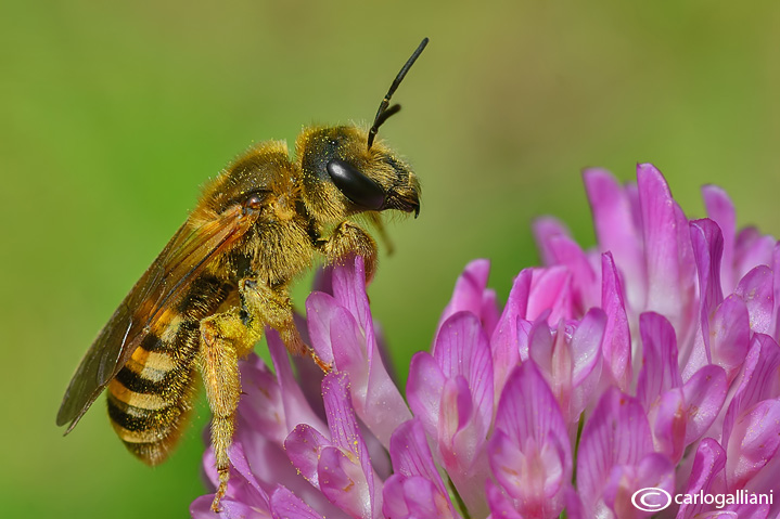 Halictus sp.