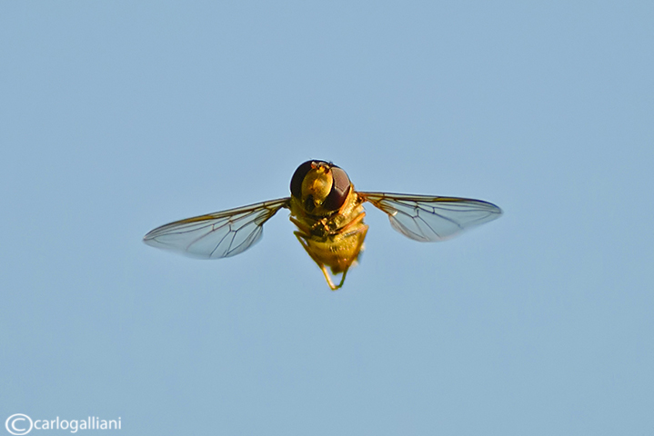 Eristalis sp.