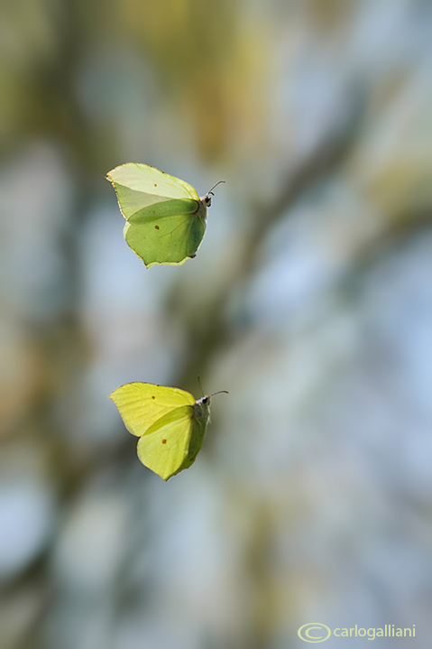 Gonepteryx rhamni