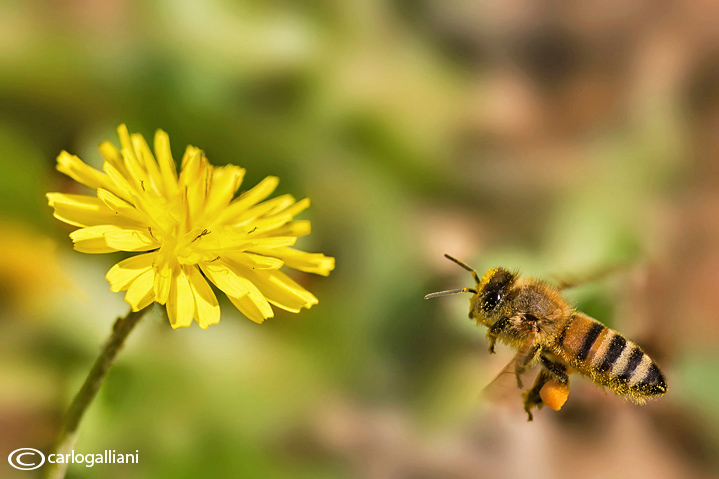 Apis mielifera