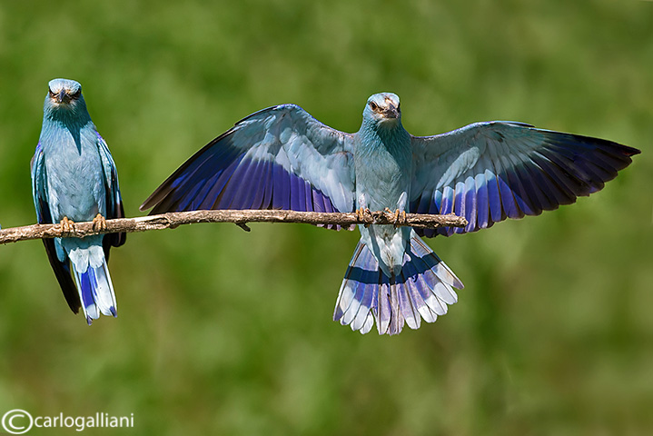 Ghiandaia marina-European Roller (Coracias garrulus)