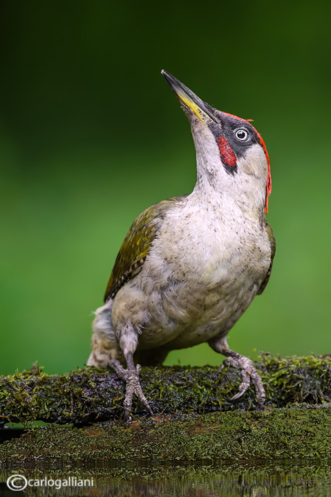 Picchio verde-Green Woodpecker (Picus viridis) 