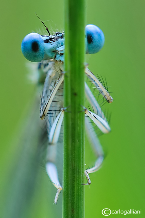 Platycnemis pennipes