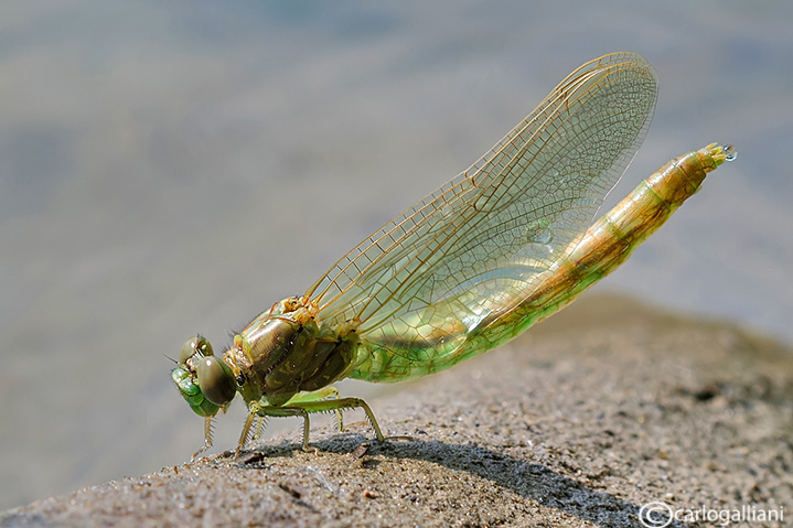 Birth of a dragonfly  : Onycogomphus uncatus