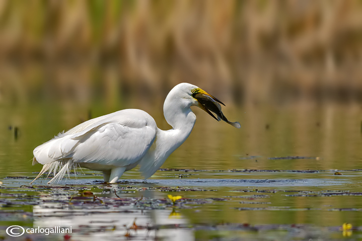 Airone bianco maggiore-Great Egret (Ardea alba)