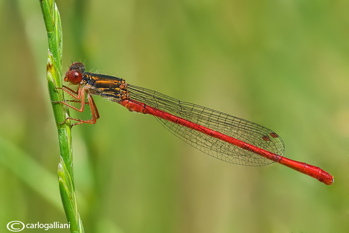 Ceriagrion tenellum male