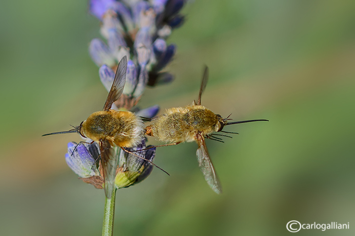 Bombyllus sp.