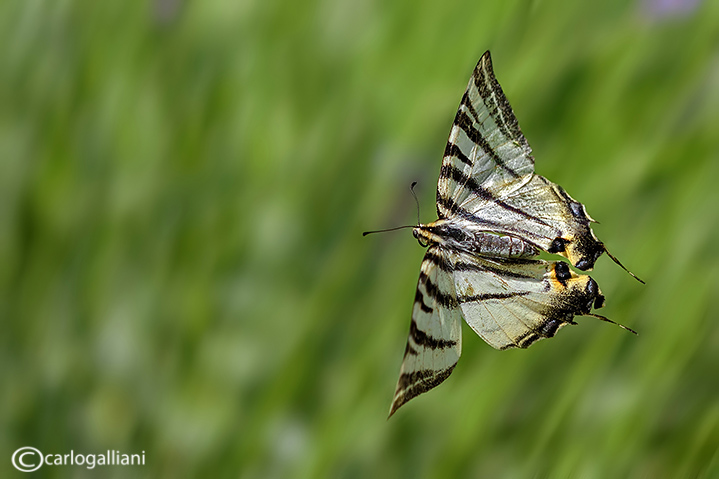 Iphiclides podalirius