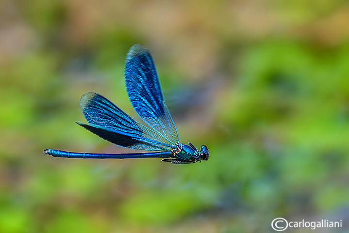 Calopteryx splendens