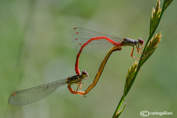 Ceriagrion tenellum