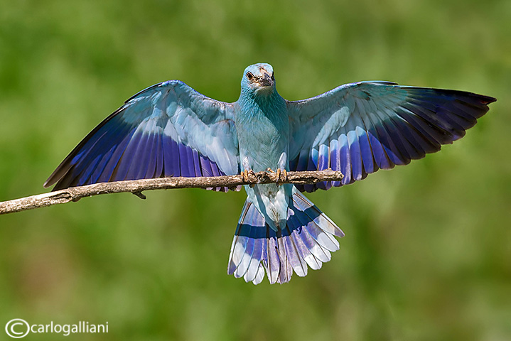 Ghiandaia marina-European Roller (Coracias garrulus)