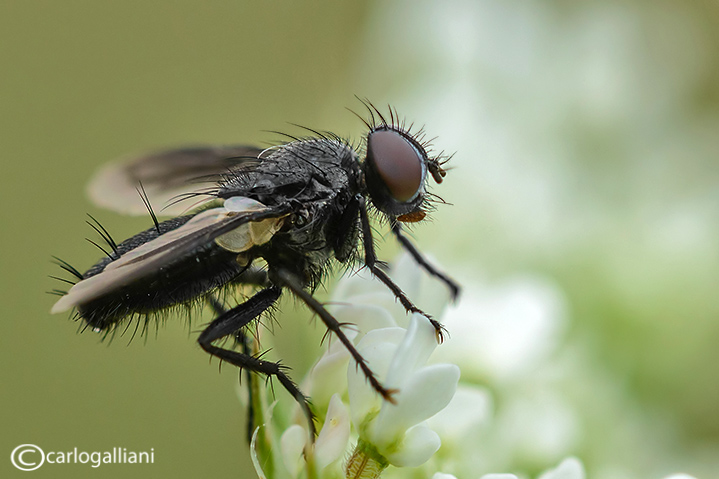 Diptera