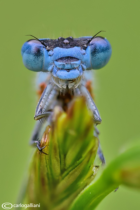 Enallagma cyathigerum male