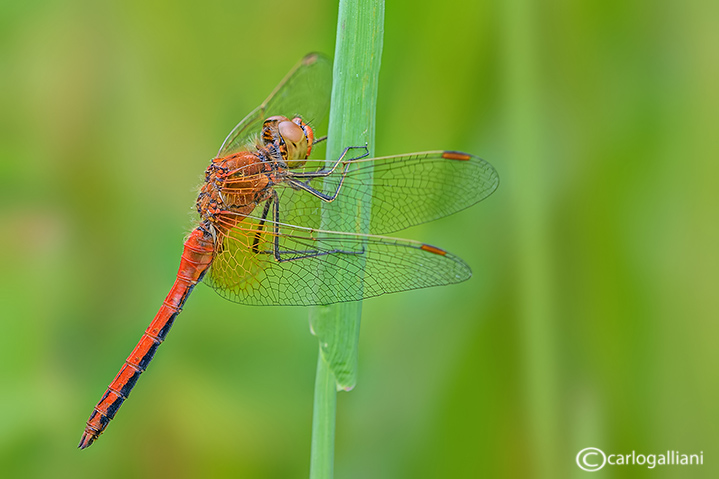 Sympetrum flaveolum male