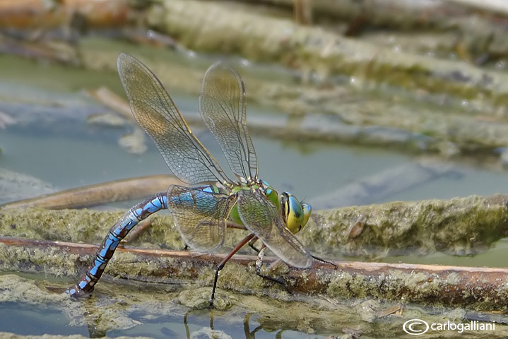 Anax imperator female