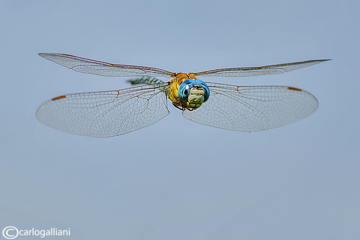 Aeshna affinis