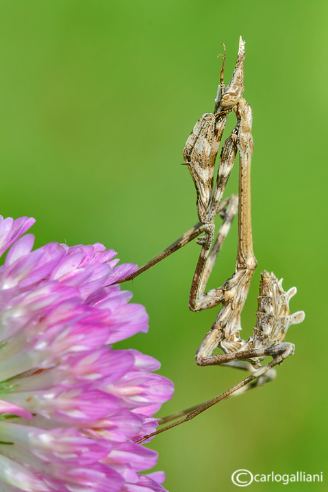 Empusa pennata
