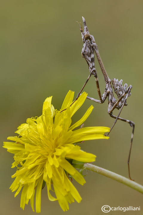 Empusa pennata