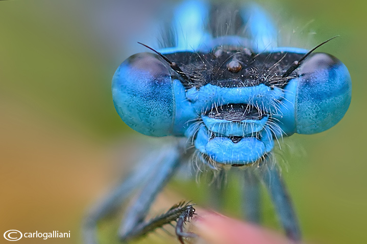 Enallagma cyathigerum male