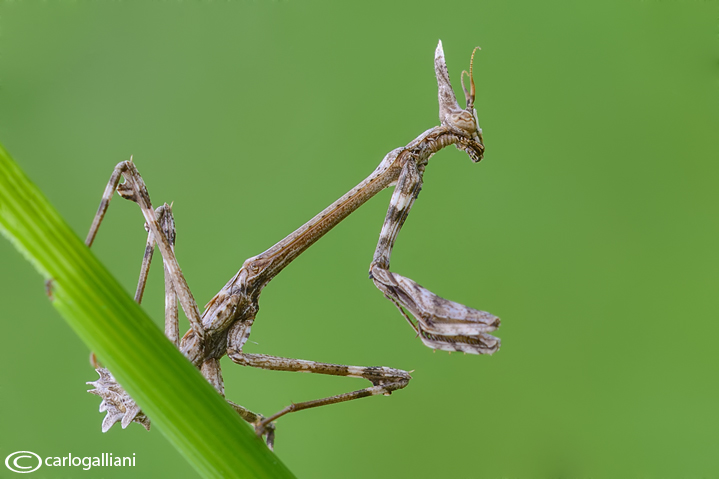 Empusa pennata