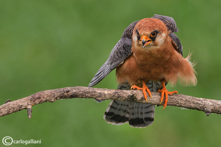 Falco cuculo- Red-footed Falcon (Falco vespertinus)