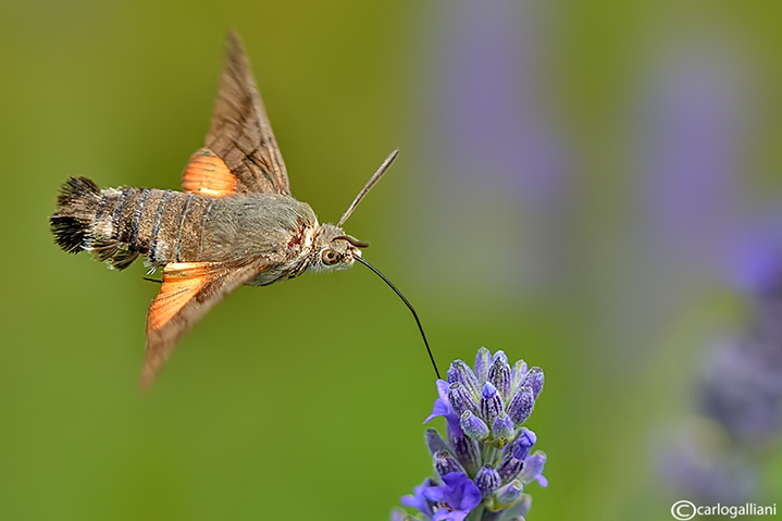 Macroglossum stellatarum