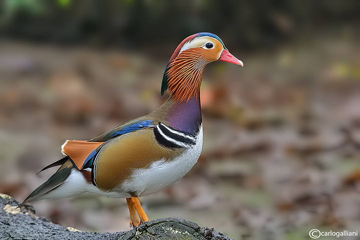 Anatra mandarina-Mandarin Duck (Aix galericulata)