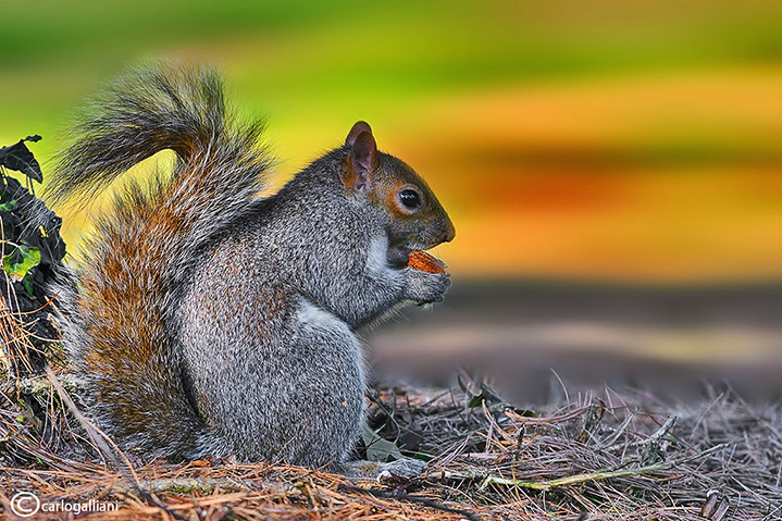 Grey squirrel - Sciurus carolinensis