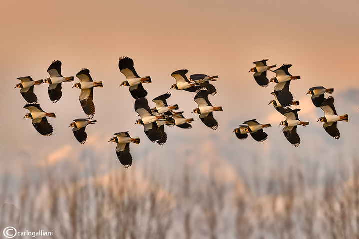 Pavoncella-Northern Lapwing (Vanellus vanellus)