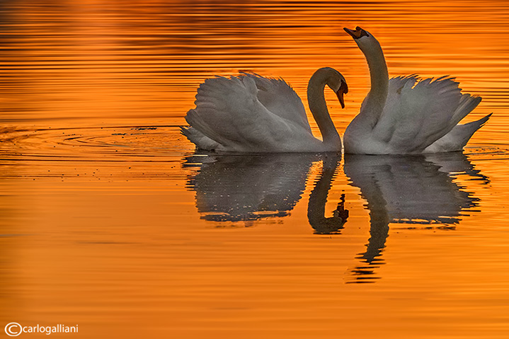 Cigno reale-Mute Swan (Cygnus olor)