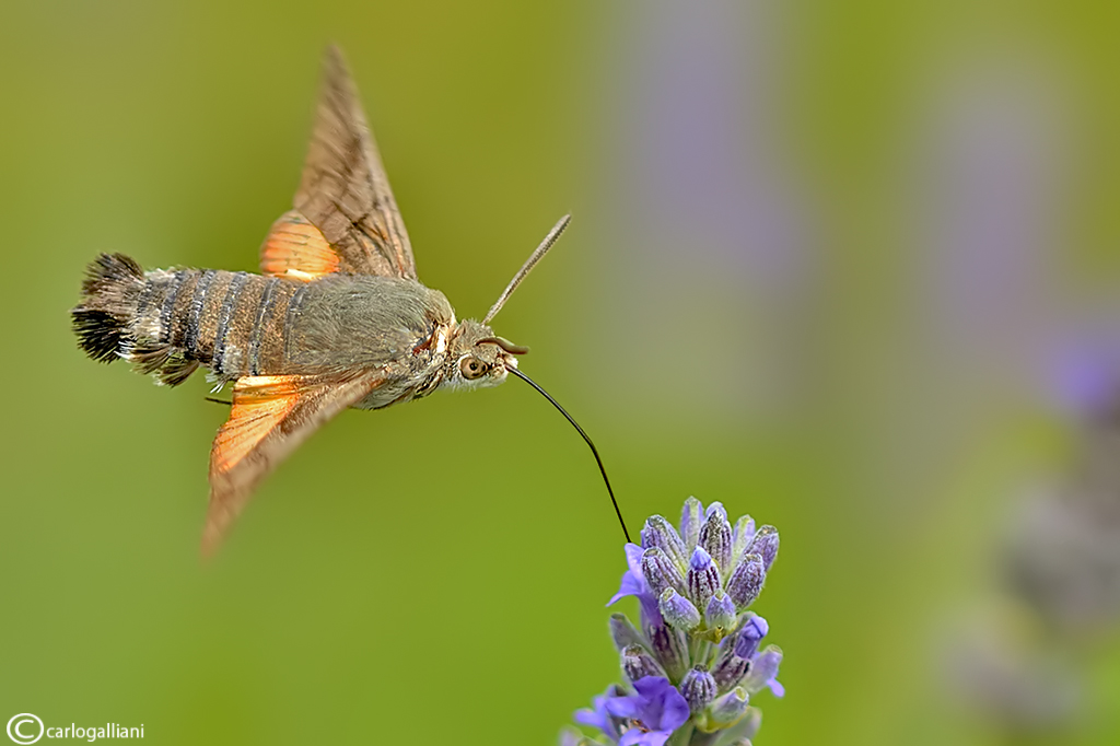Macroglossum stellatarum