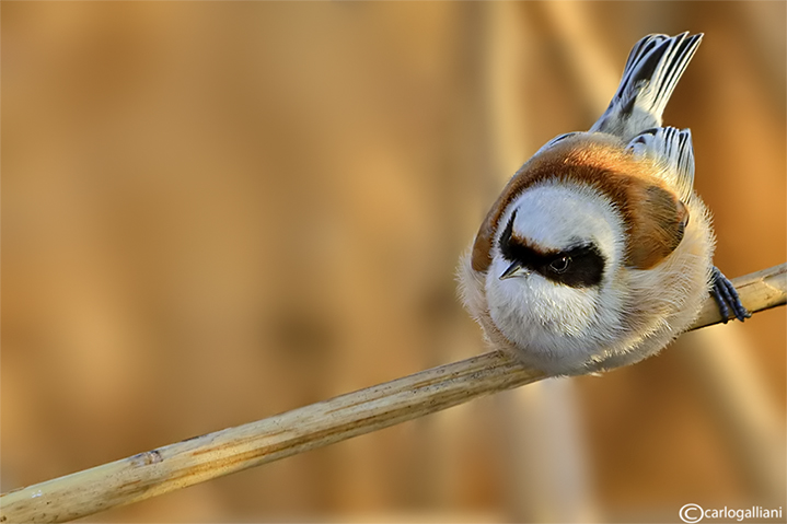 Pendolino-Penduline-Tit(Remiz pendulinus)