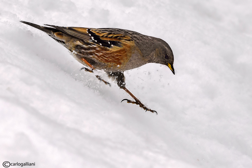 Sordone-Alpine Accentor (Prunella collaris)