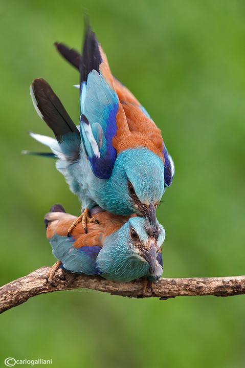 Ghiandaia marina-European Roller (Coracias garrulus)