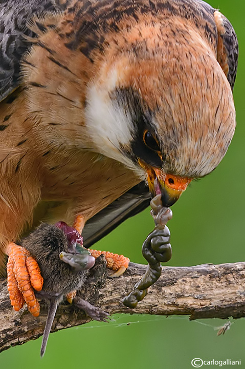 Falco cuculo- Red-footed Falcon (Falco vespertinus)