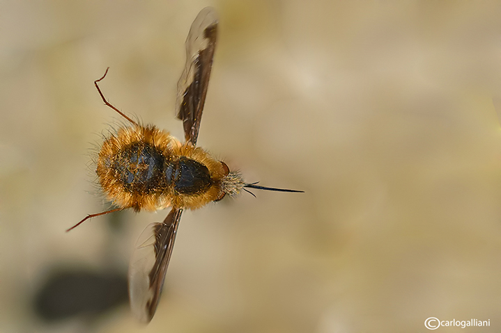 Bombyllus major