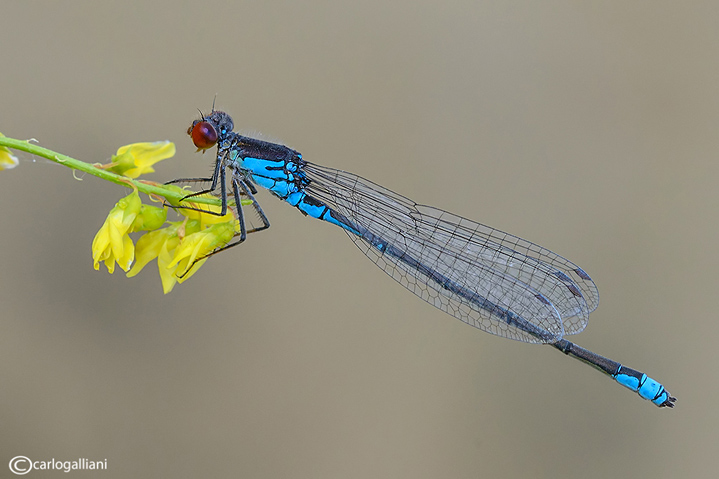 Erythromma viridulum male