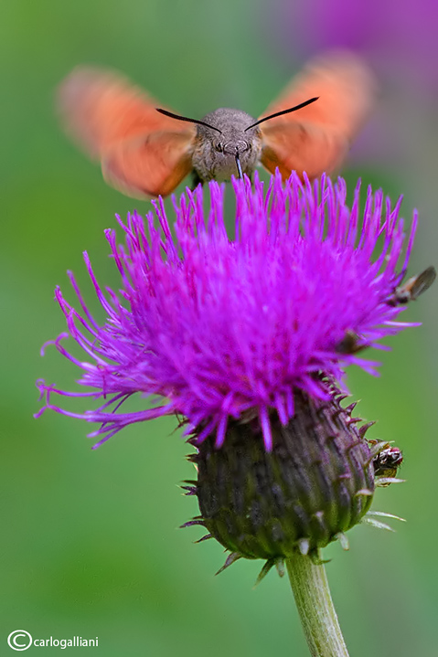 Macroglossum stellatarum