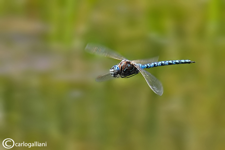 Aeshna caurelea