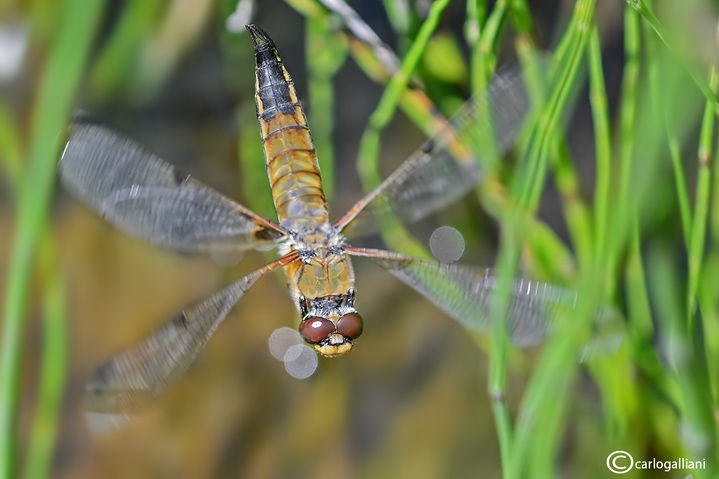   Libellula quadrimaculata