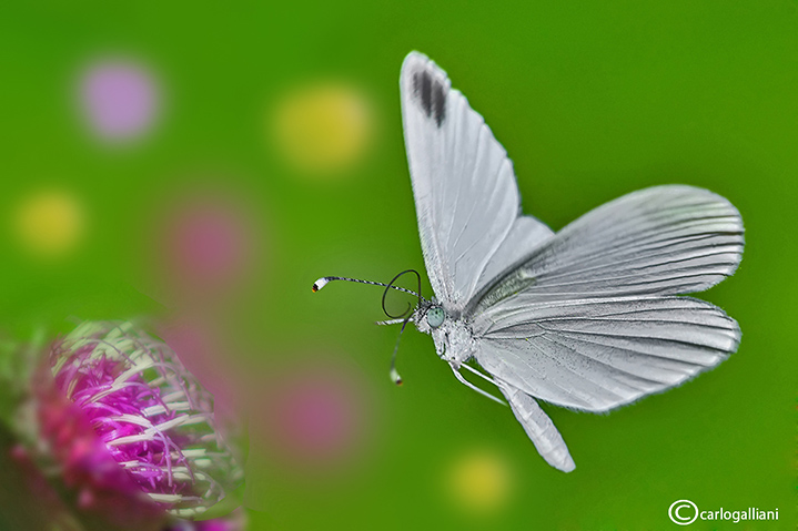 Leptidea sinapis