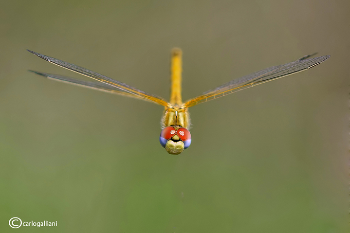 Sympetrum fonscolombei