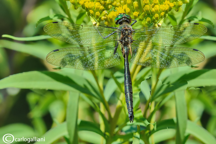 Somatochlora meridionalis