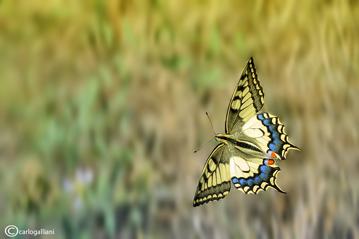 Papilio machaon