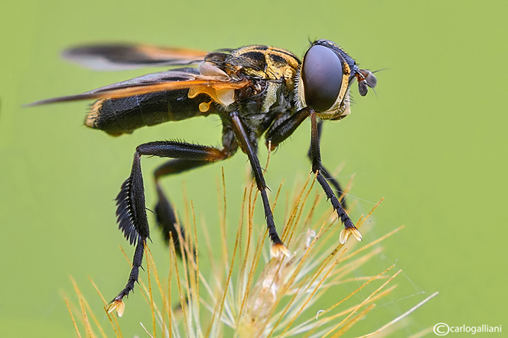 Tricophoda pennipes