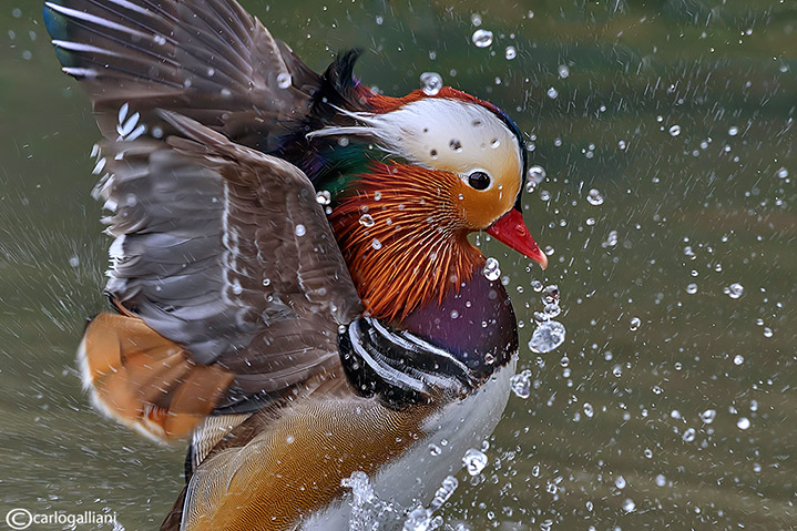 Anatra mandarina-Mandarin Duck (Aix galericulata)