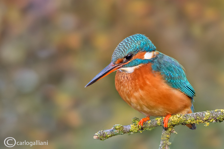 Martin pescatore - Kingfisher -  (Alcedo atthis)
