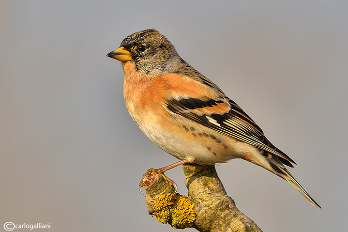 Peppola- Brambling (Fringilla montifringilla)