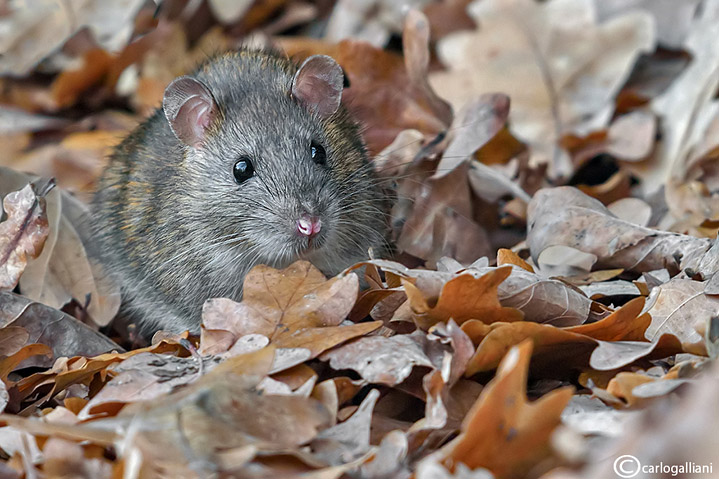 Ratto delle chiaviche-Brown rat  ( Rattus norvegicus )