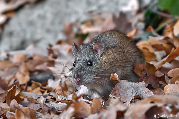 Ratto delle chiaviche-Brown rat  ( Rattus norvegicus )